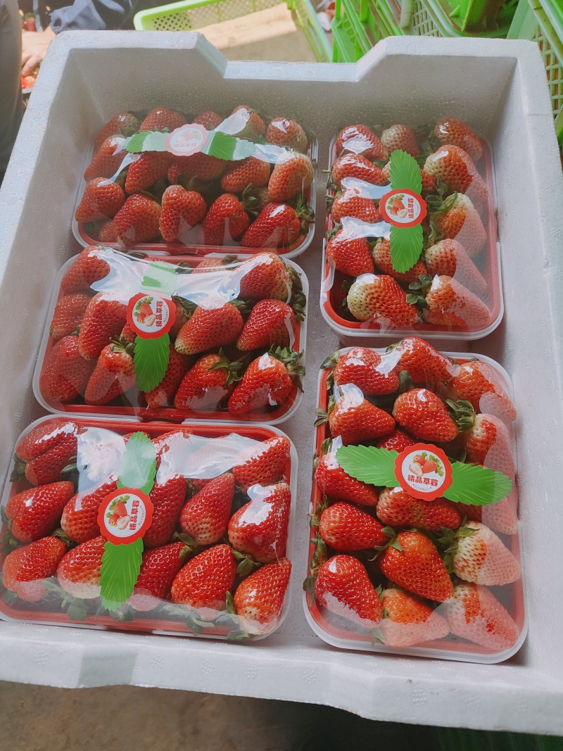 云南四季草莓蒙特瑞，产区现货直发全国，承接电商超市