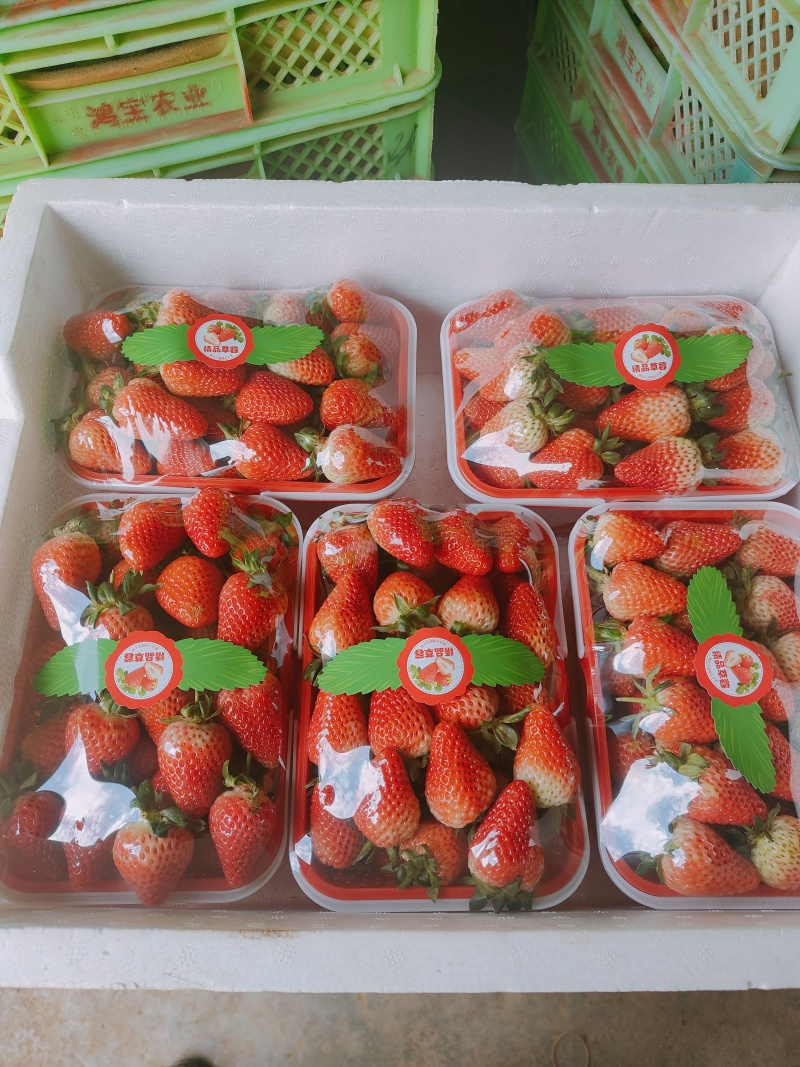 云南四季草莓蒙特瑞，产区现货直发全国，承接电商超市