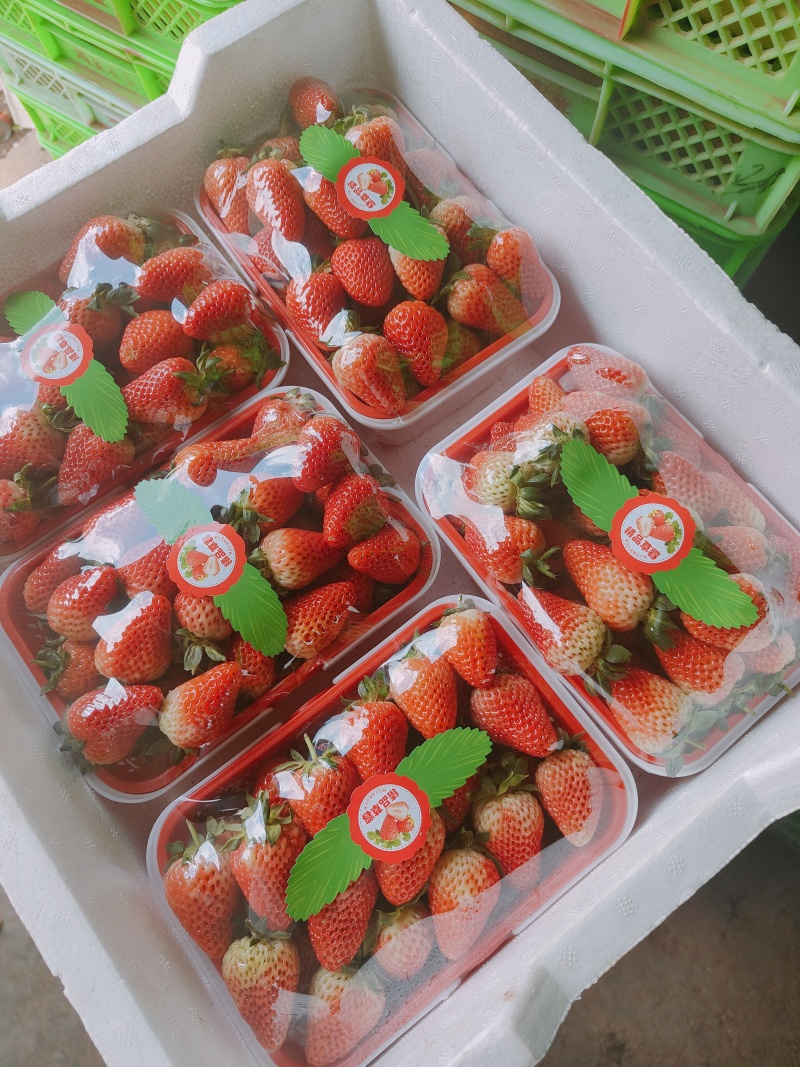 云南四季草莓蒙特瑞，产区现货直发全国，承接电商超市