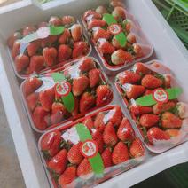 云南四季草莓蒙特瑞，产区现货直发全国，承接电商超市