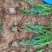 沙地柏小苗沙地柏杯苗50公分沙地柏河北定州沙地柏