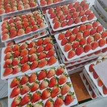 云南四季草莓，蒙特瑞草莓大量现货供应，口感甜价格优
