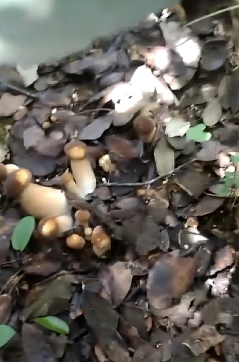 大量野生牛肝菌（大脚菇）品质保证，量大从优，欢迎咨询