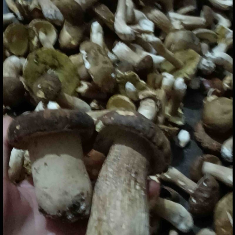 大量野生牛肝菌（大脚菇）品质保证，量大从优，欢迎咨询