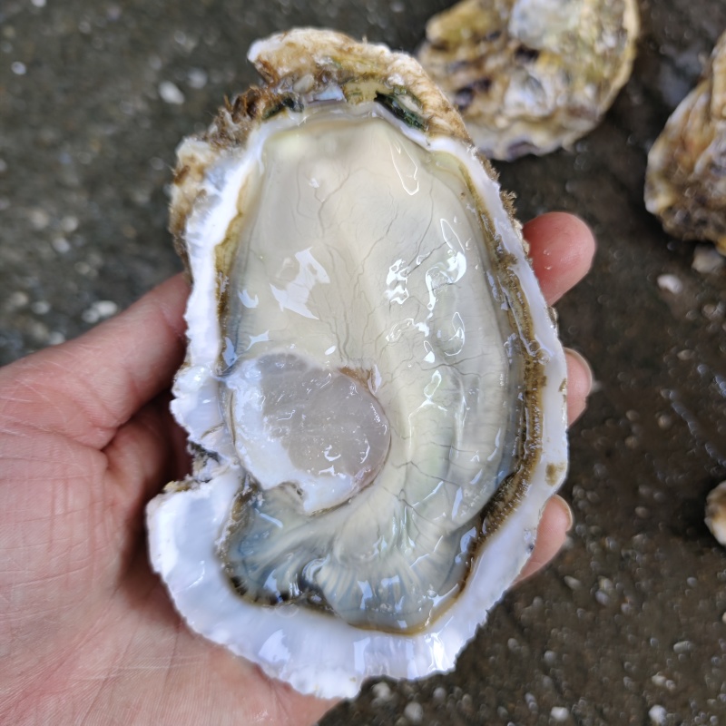生蚝乳山生蚝福建生蚝三倍体生蚝湛江生蚝全国直销