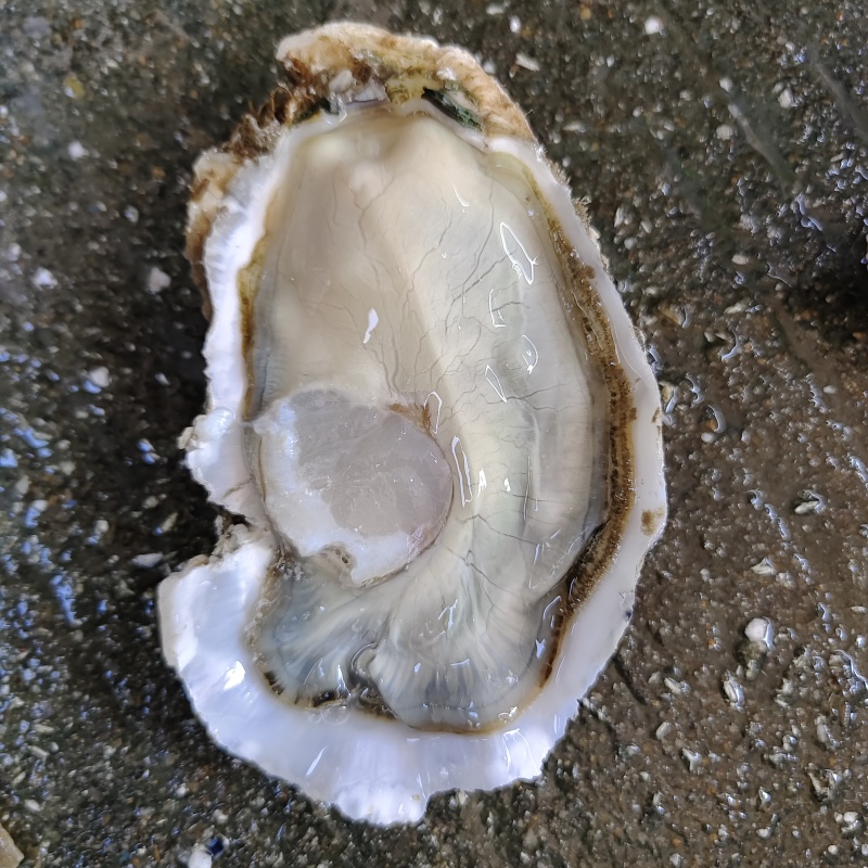 生蚝乳山生蚝福建生蚝三倍体生蚝湛江生蚝全国直销