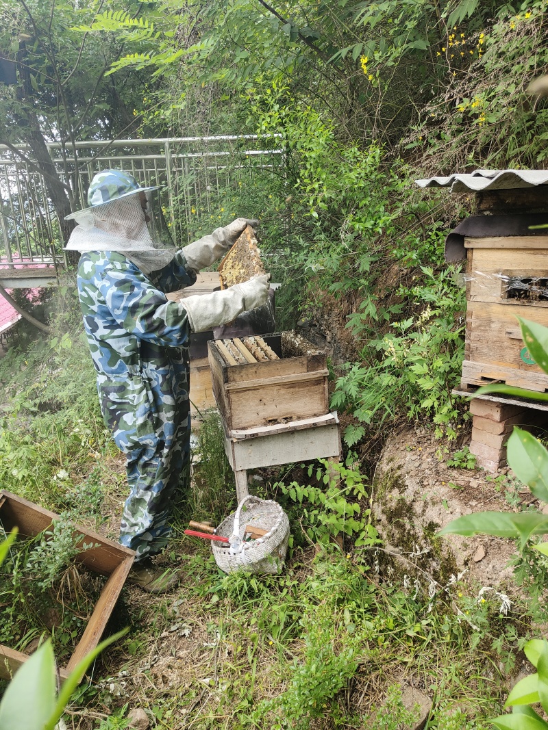 蜂蜜，土蜂蜜，家养蜂蜜