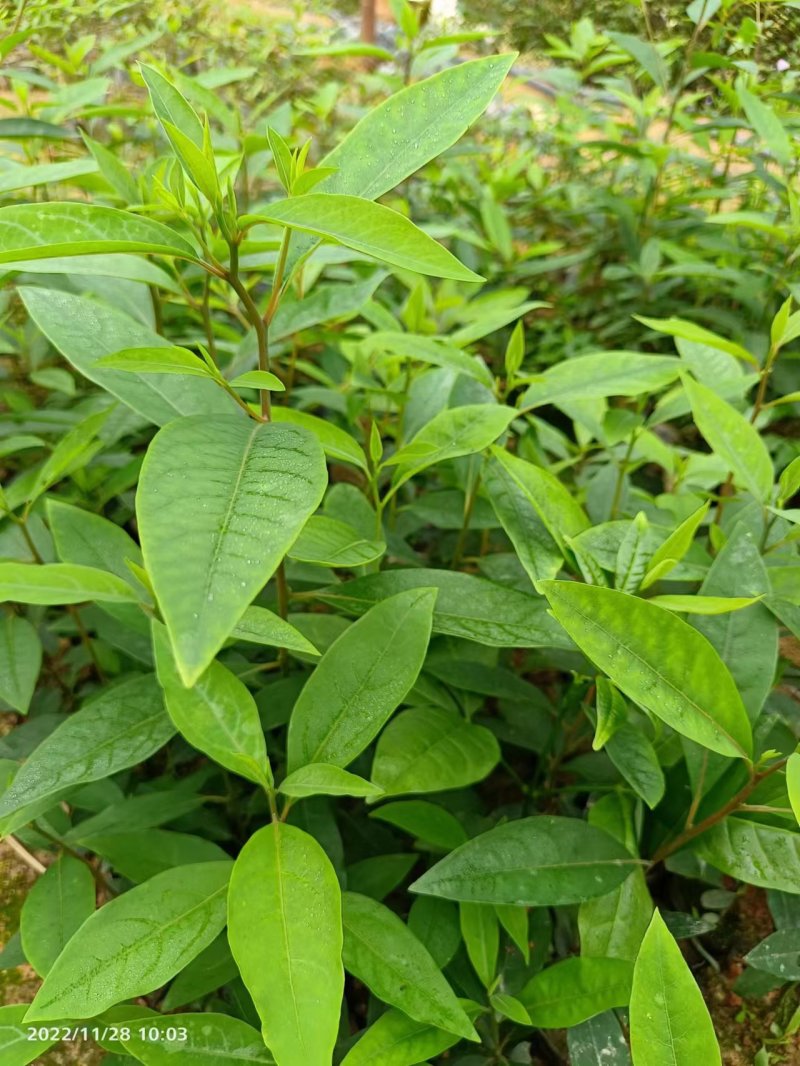 广西正宗木姜子山苍子青皮树山胡椒山鸡椒中药材营养袋种子种子