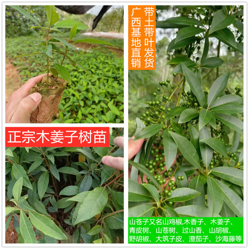 广西正宗木姜子山苍子青皮树山胡椒山鸡椒中药材营养袋种子种子