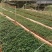 广西正宗木姜子山苍子青皮树山胡椒山鸡椒中药材营养袋种子种子