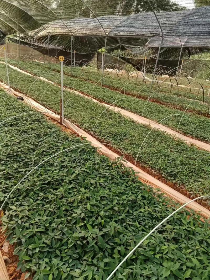 广西正宗木姜子山苍子青皮树山胡椒山鸡椒中药材营养袋种子种子
