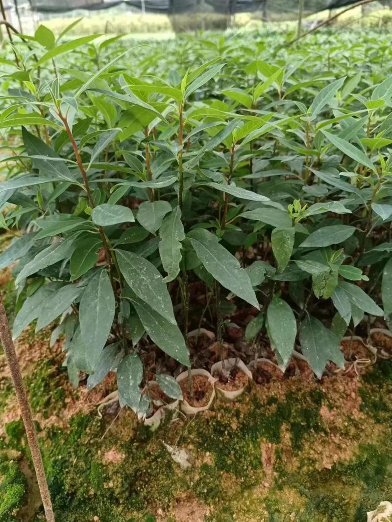 广西正宗木姜子山苍子青皮树山胡椒山鸡椒中药材营养袋种子种子