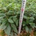 广西正宗木姜子山苍子青皮树山胡椒山鸡椒中药材营养袋种子种子