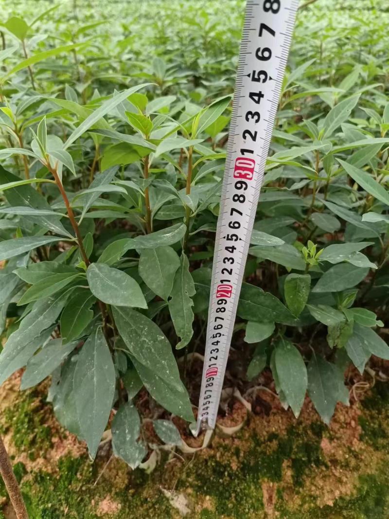 广西正宗木姜子山苍子青皮树山胡椒山鸡椒中药材营养袋种子种子