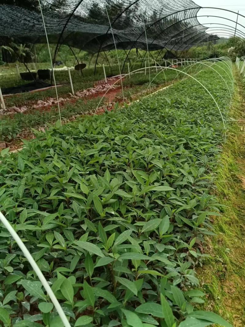 广西正宗木姜子山苍子青皮树山胡椒山鸡椒中药材营养袋种子种子