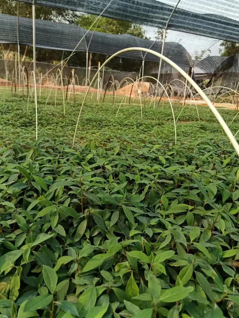 广西正宗木姜子山苍子青皮树山胡椒山鸡椒中药材营养袋种子种子