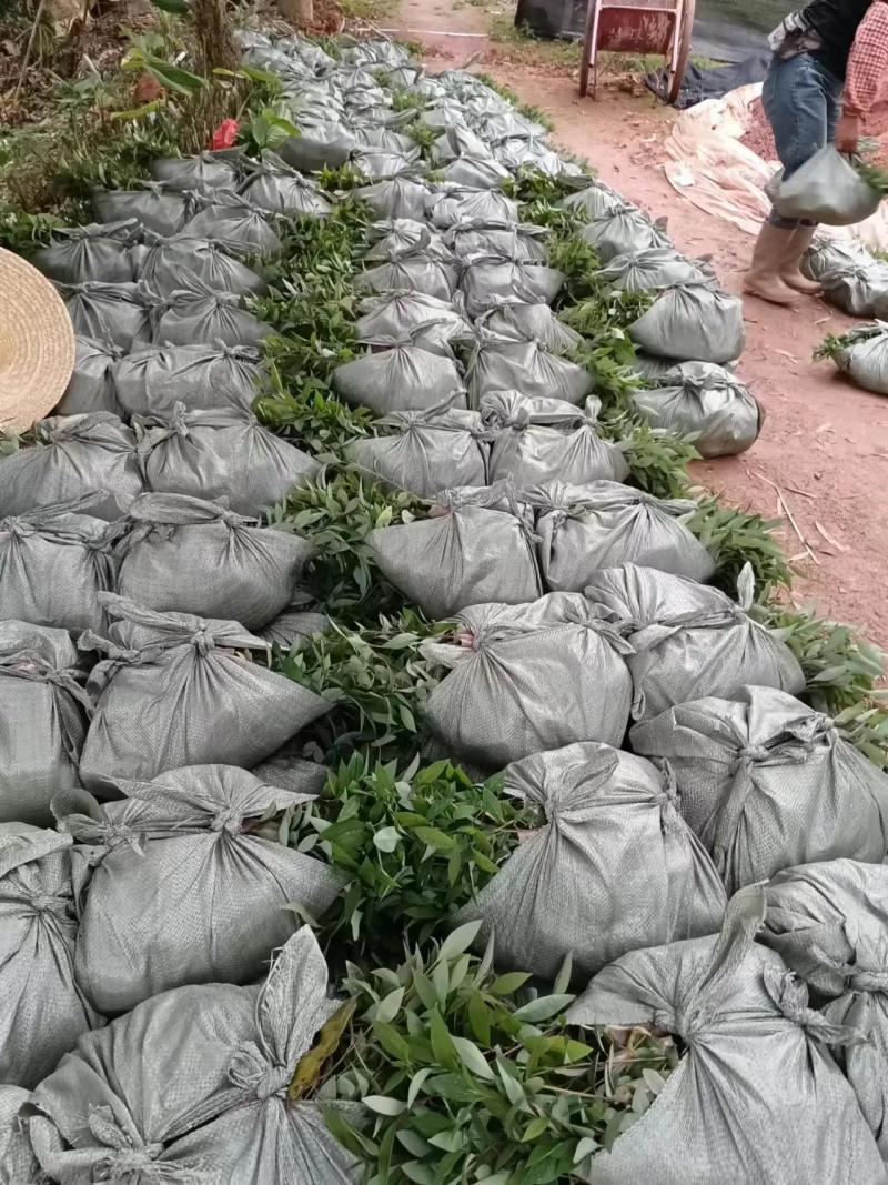 广西正宗木姜子山苍子青皮树山胡椒山鸡椒中药材营养袋种子种子