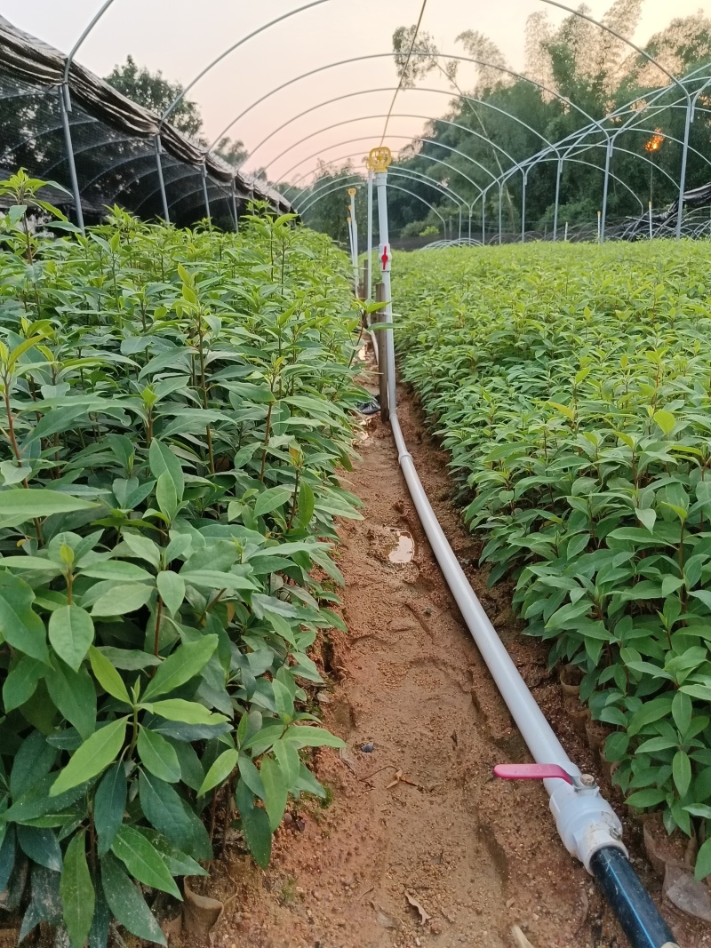 广西正宗木姜子山苍子青皮树山胡椒山鸡椒中药材营养袋种子种子