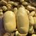荷兰十五黄皮黄心土豆.产地直发，货源充足支持全国发货