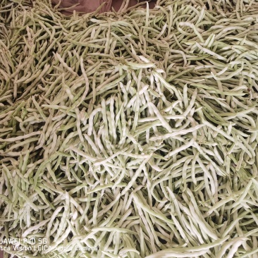 精品四季豆陕西省汉中市四季豆品种无筋豆欢迎咨询