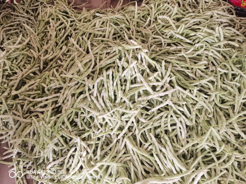 精品四季豆陕西省汉中市四季豆品种无筋豆欢迎咨询