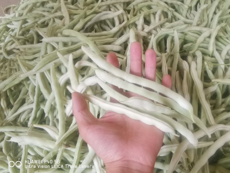 精品四季豆陕西省汉中市四季豆品种无筋豆欢迎咨询