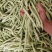 精品四季豆陕西省汉中市四季豆品种无筋豆欢迎咨询