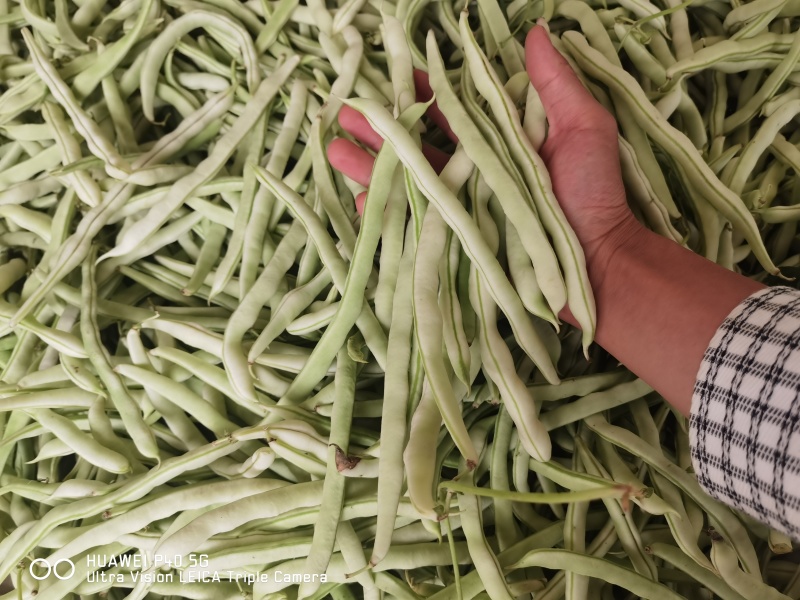 精品四季豆陕西省汉中市四季豆品种无筋豆欢迎咨询
