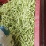 精品四季豆陕西省汉中市四季豆品种无筋豆欢迎咨询