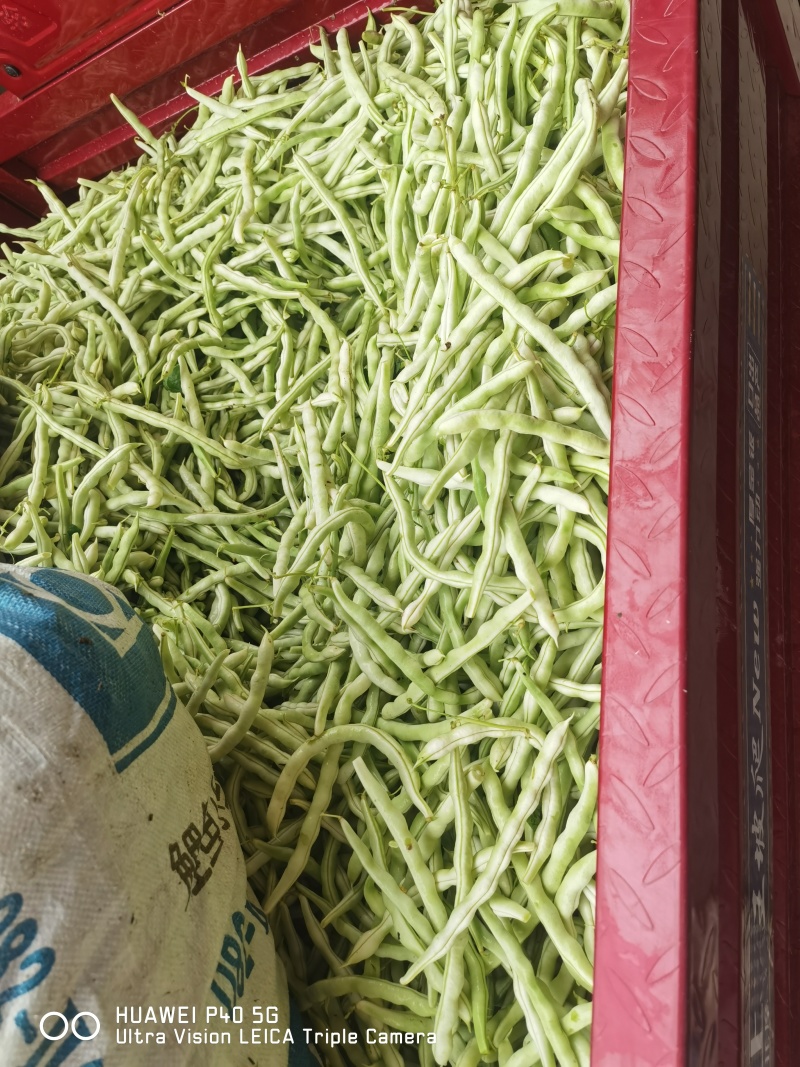 精品四季豆陕西省汉中市四季豆品种无筋豆欢迎咨询