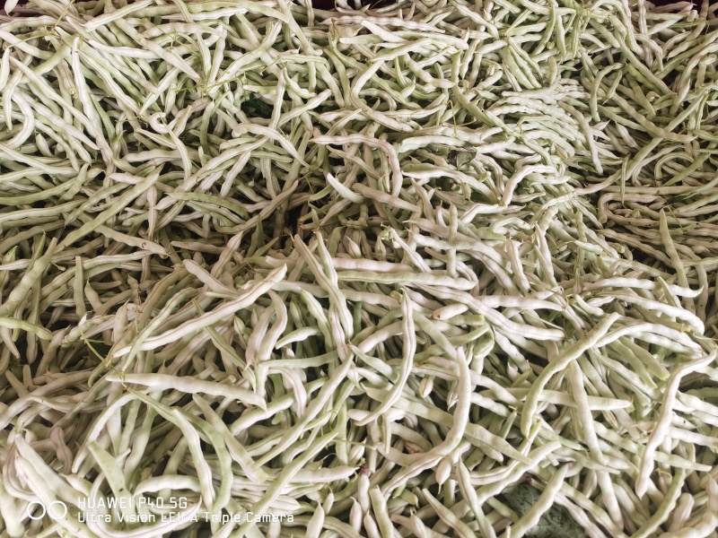 精品四季豆陕西省汉中市四季豆品种无筋豆欢迎咨询