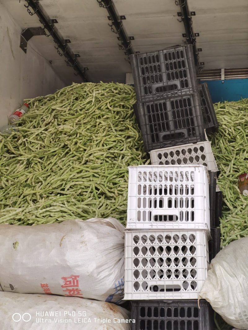 精品四季豆陕西省汉中市四季豆品种无筋豆欢迎咨询