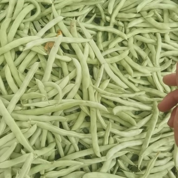 四季豆正在上市中有需要的客户及时联系我！