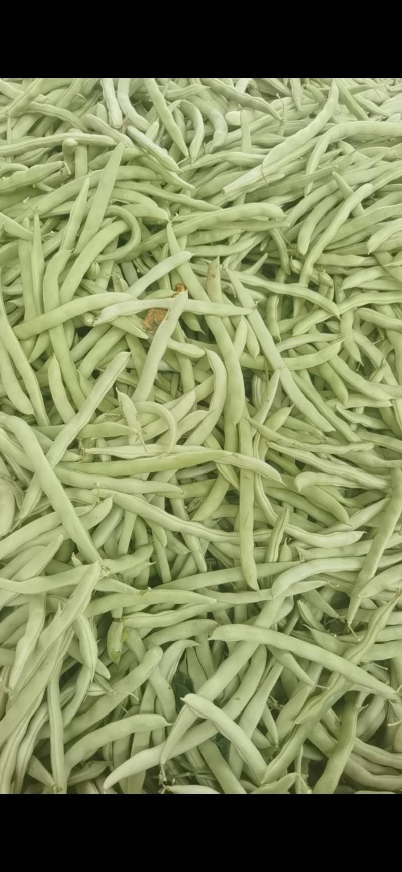 四季豆正在上市中有需要的客户及时联系我！
