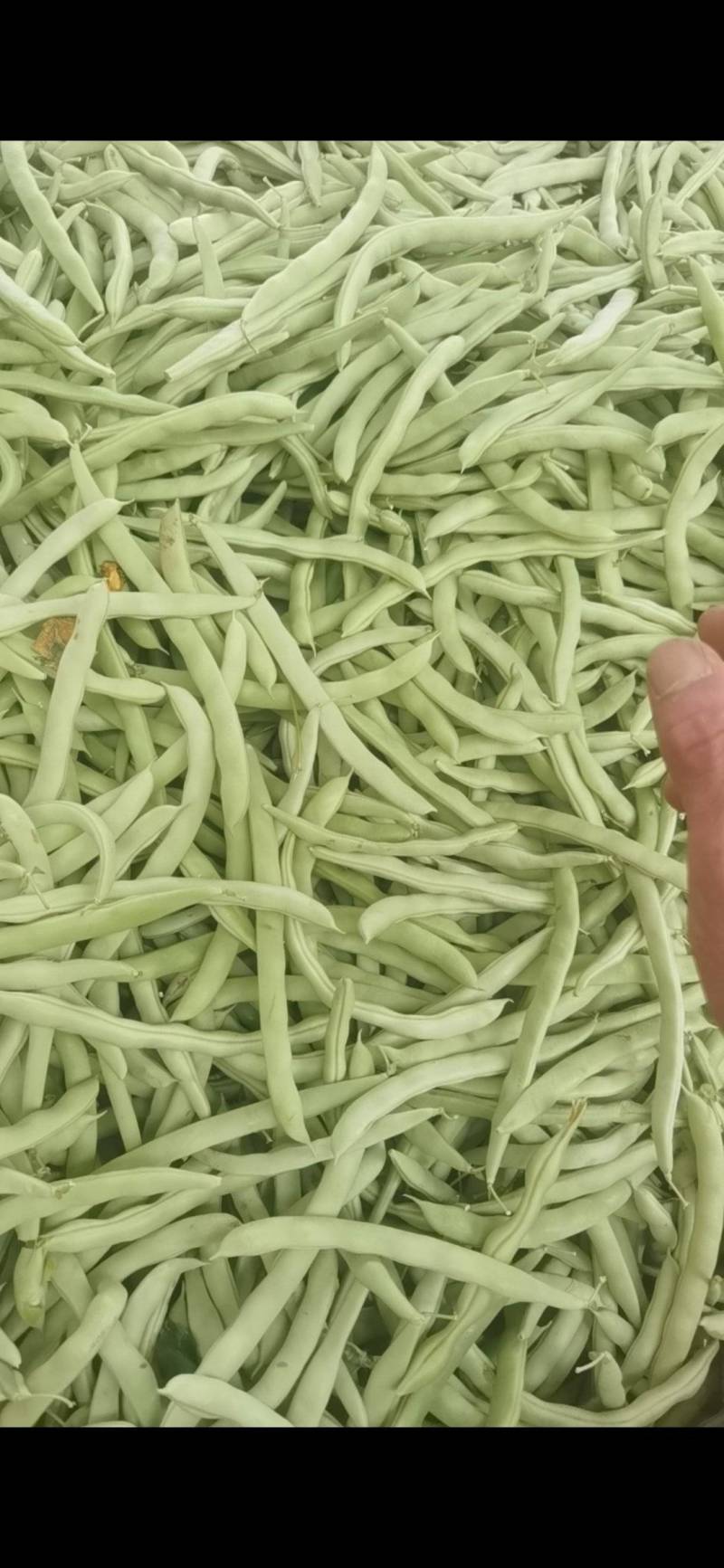 四季豆正在上市中有需要的客户及时联系我！