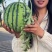 河南美都，8424，，一手货源，电商，市场，批发商