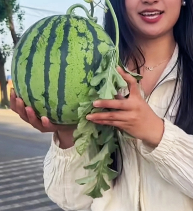 河南美都，8424，，一手货源，电商，市场，批发商