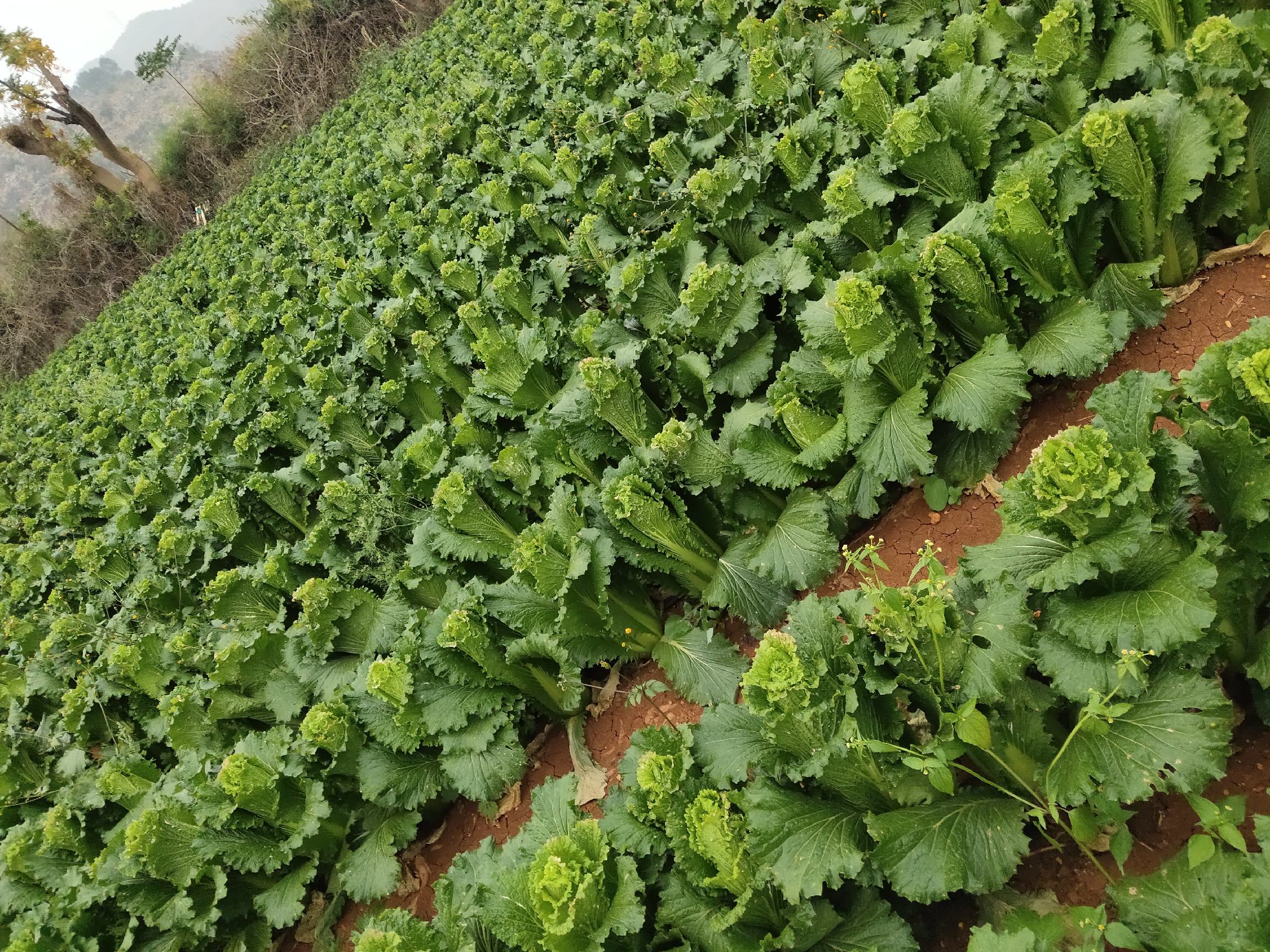 竹筒青白菜田间生长实景图