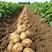 河南沃土土豆，一手货源，大量供应市场，电商，加工厂