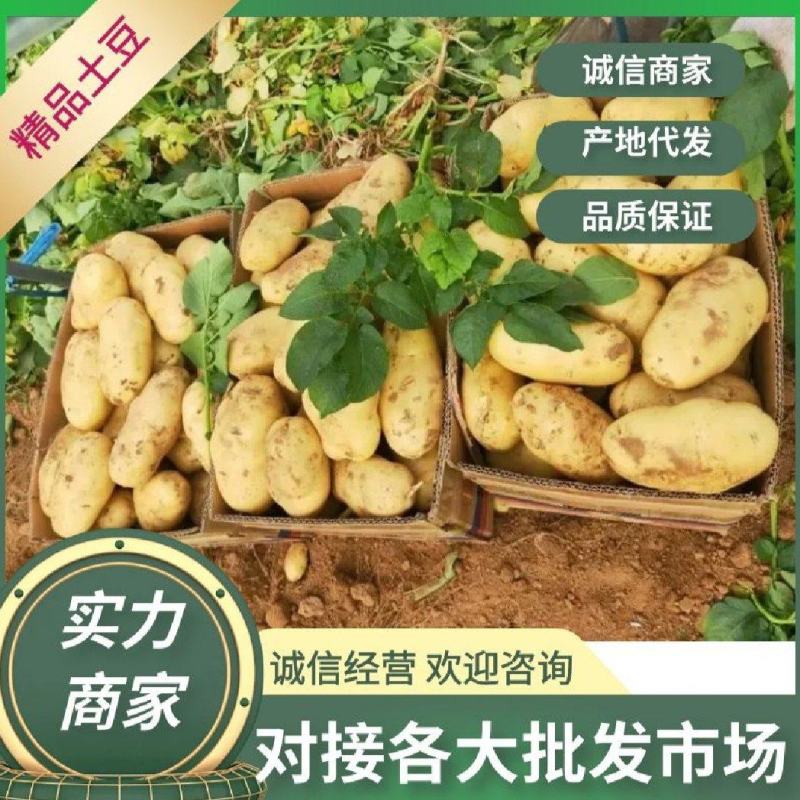河南沃土土豆，一手货源，大量供应市场，电商，加工厂