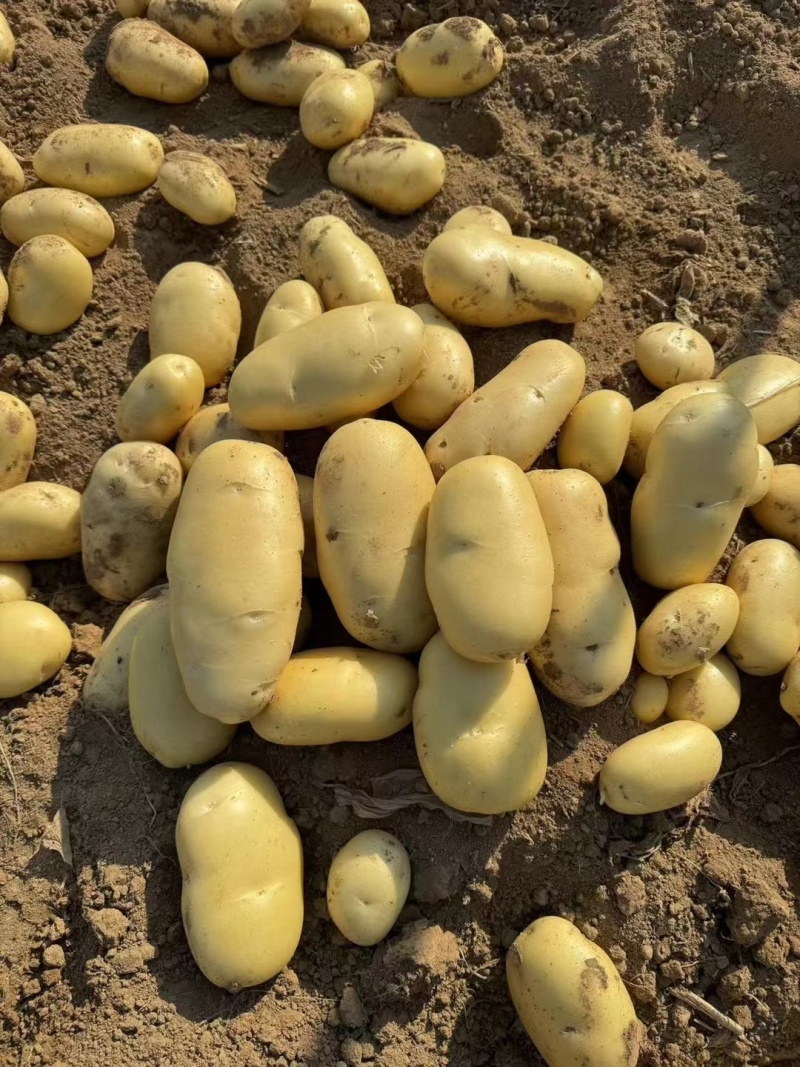 土豆，黄皮黄心，产地直发【市场.电商.外贸货】货源充足