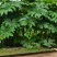 通花根
