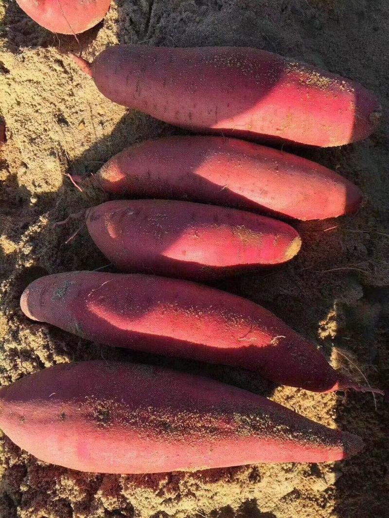 对外销售脱毒西瓜红苗子，产量高甜瓜型长条