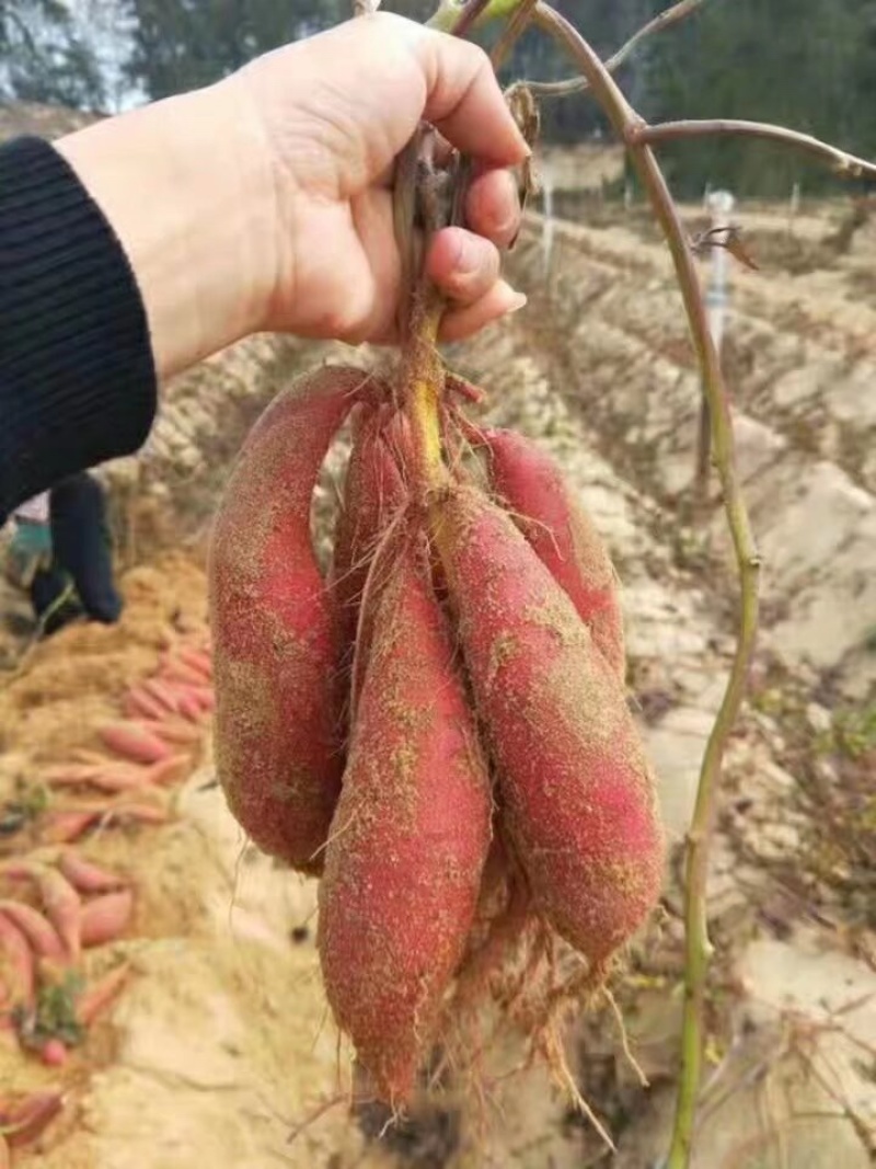 对外销售脱毒西瓜红苗子，产量高甜瓜型长条