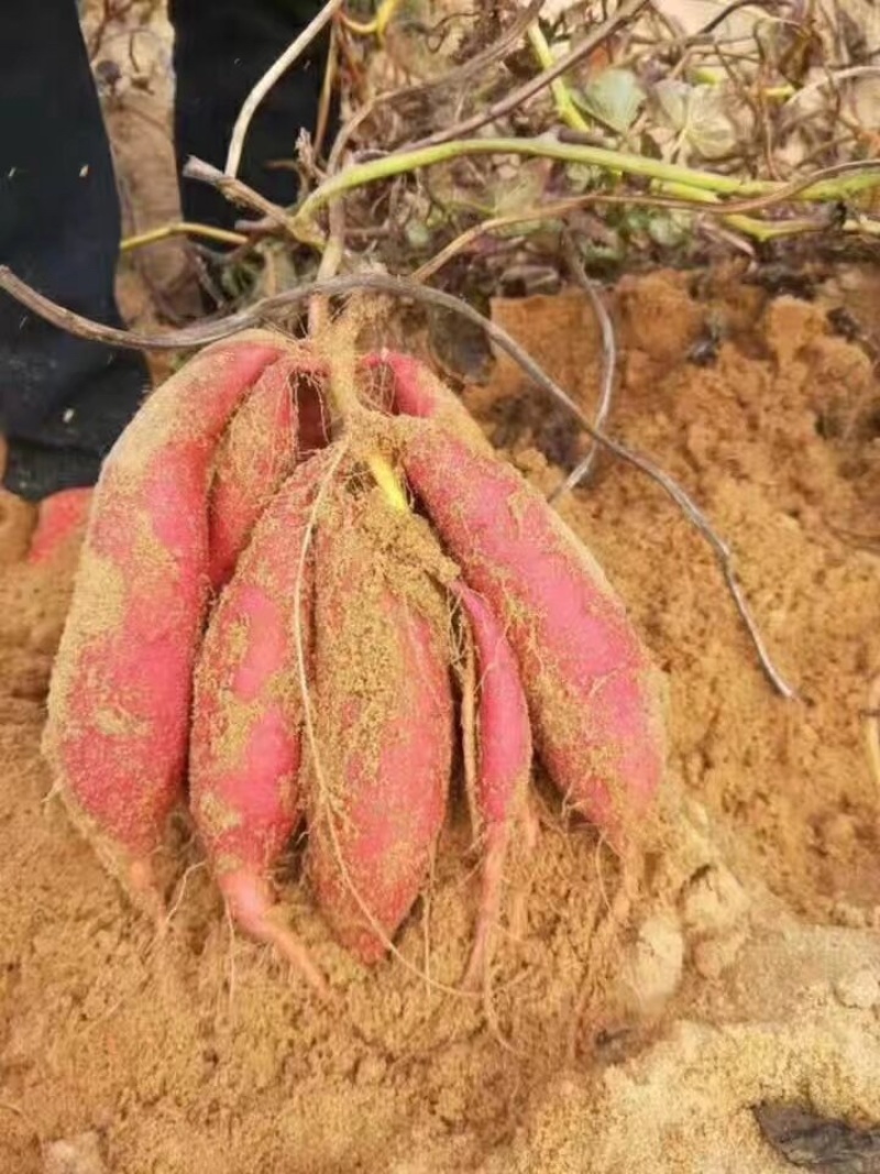 对外销售脱毒西瓜红苗子，产量高甜瓜型长条