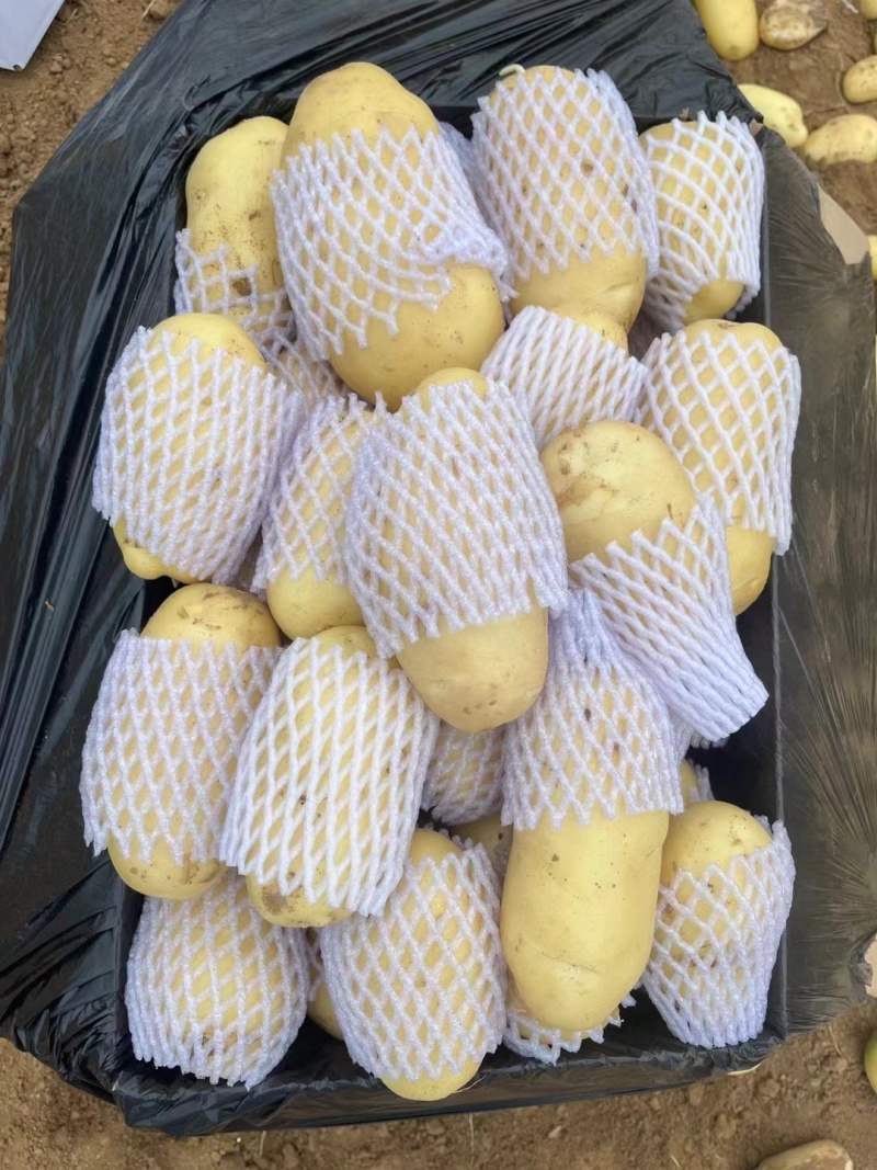 土豆。荷兰十五黄皮黄心土豆，产地直发，支持全国各地发货