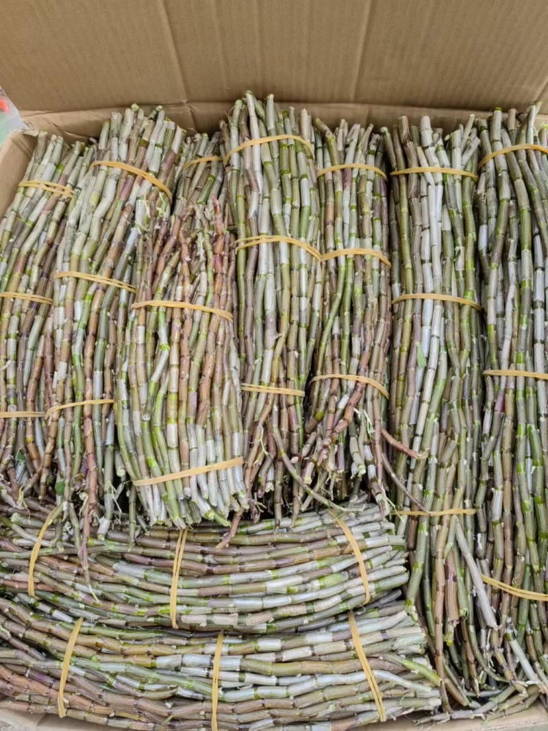 铁皮石斛，小胖条，基地直发，一手货源，质量保证，全国发货
