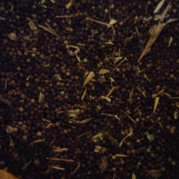 油菜籽
