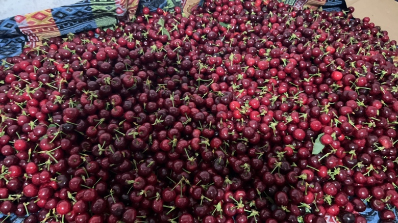 展示一颗饱满、颜色深红的车厘子果实,表面光滑有光泽 车厘子果实特写