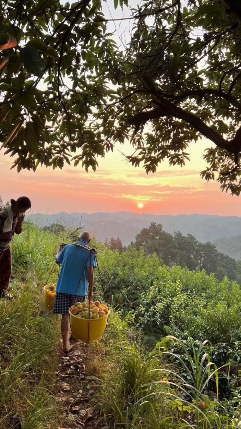 湖南怀化麻阳锦绣黄桃批发代发原产地自发